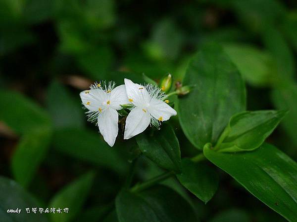 (鴨跖草科)巴西水竹葉