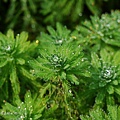 (小二仙草科)水聚藻-俗稱粉綠狐尾藻是一個亮綠色或藍綠色的多年生草本淡水植物