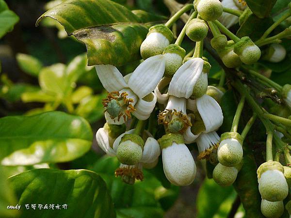 (芸香科)柚子的花