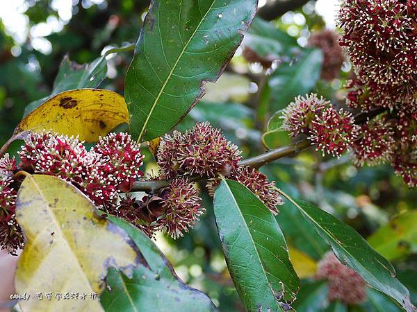 (樟科)大香葉樹，俗稱大葉釣樟