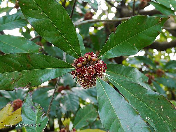 (樟科)大香葉樹，俗稱大葉釣樟