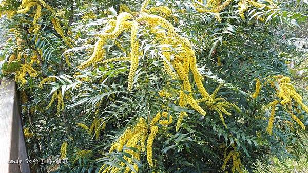 (小蘗科)阿里山十大功勞