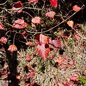 (槭樹科)台灣紅榨楓(槭)