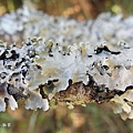 (梅衣科)-地衣體-葉狀地衣-地衣是真菌類&藻類的複合生命體,一般可以簡略地將它們分成三個類別：即葉狀地衣（foliose lichen）、莖狀地衣（fruticose licehen）、以及殼狀地衣（crustose lichen)