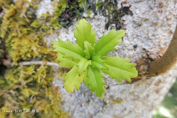 (苦苣苔科)石吊蘭，空有「蘭」名，實非蘭科。被稱石吊蘭大概跟她著生在岩石、樹上，垂枝而下有關。其漏斗形筒狀花是典型的苦苣苔科花徽。石吊蘭通常散生全島低至中海拔山谷。