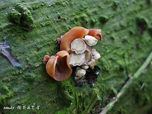 (木耳科)木耳與毛木耳