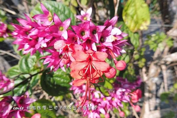 (馬鞭草科)紅萼龍吐珠