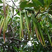 (紅樹科)水筆仔，別名又稱「秋茄樹」、「茄藤樹」因幼苗像是一枝枝懸掛的筆，而得名。