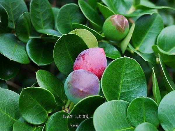 (夾竹桃科)卡利撒