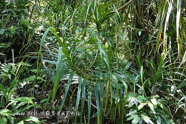 (露兜樹科)山露兜也叫山林投