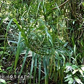 (露兜樹科)山露兜也叫山林投