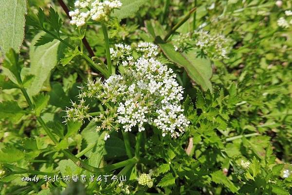 (繖形花科)山芹菜花