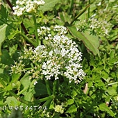 (繖形花科)山芹菜花