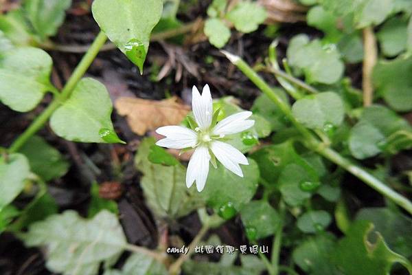 (石竹科) 阿里山卷耳(阿里山繁縷)