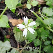 (石竹科) 阿里山卷耳(阿里山繁縷)