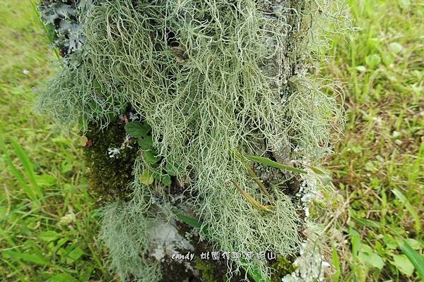 (松蘿科、地衣體)松蘿，地衣體，莖狀地衣，地衣依形狀大致分為枝狀、殼狀和葉狀地衣，松蘿是枝狀地衣的一種，葉狀地衣如同在岩石或樹幹上所見的粉白色斑痕，這些都是由藻類和真菌兩者共生所組成的生物。藻類行光合作用製造養分，真菌吸收水分和無機鹽，這兩者的分工讓他們形成共生關係，另外，菌絲形成一種「假根」讓地衣能固著在樹皮或岩石上，形成樹上或岩石上生長的奇景。