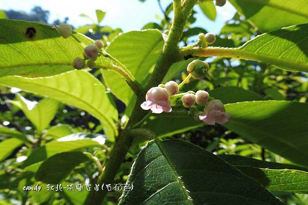 (獼猴桃科)水冬瓜