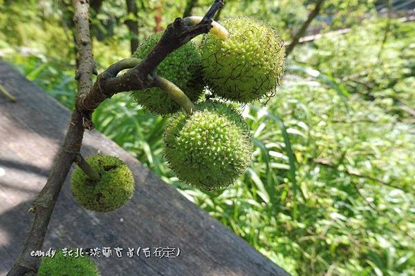(桑科)構樹果實