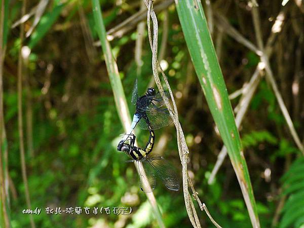 (蜻蜓科)鼎脈蜻蜓