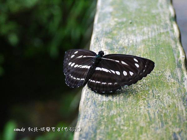 (蛺蝶科)台灣三線蝶