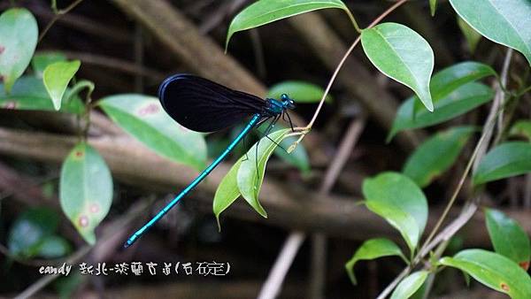 (珈蟌科)白痣珈蟌