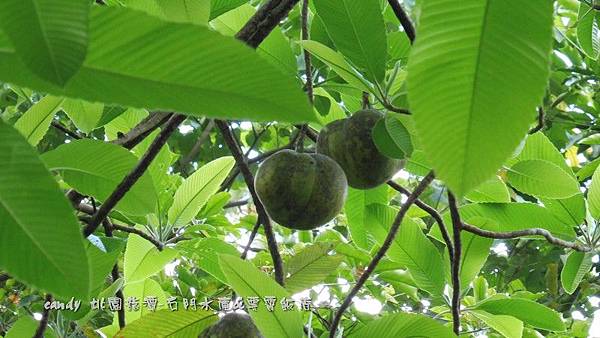 (第倫桃科)第倫桃