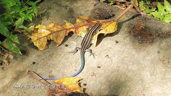 (石龍子科)麗紋石龍子(幼體)