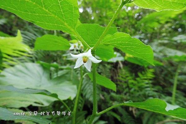 (茄科)雙花龍葵