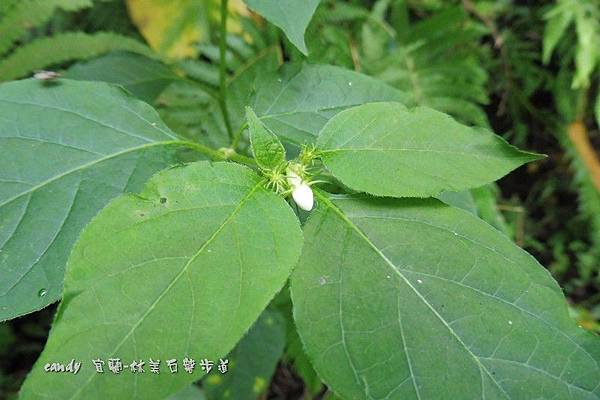 (茄科)雙花龍葵