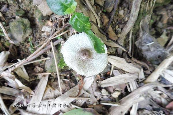 (傘菌科)暗鱗環柄菇