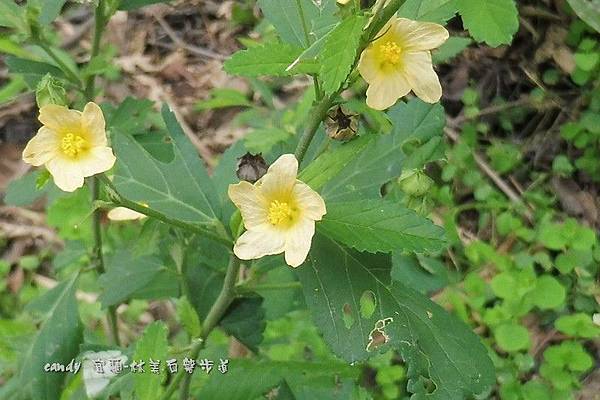 (錦葵科)金午時花