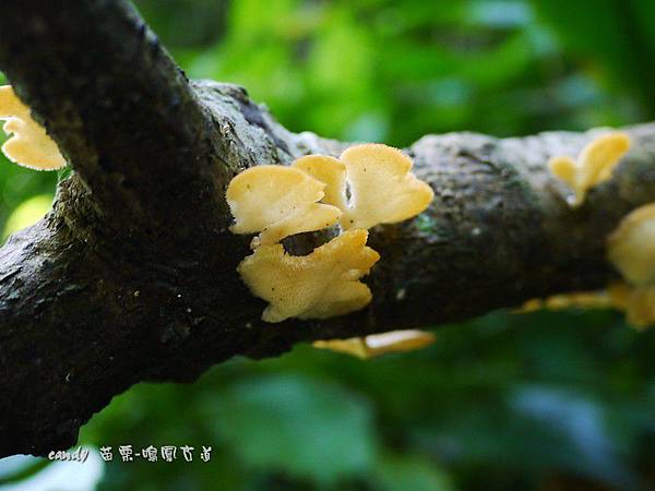 (側耳科)巢頂黃側耳