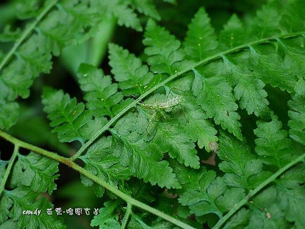 (獵椿象科)齒緣刺獵椿象