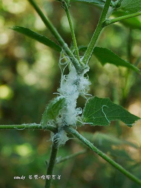 (碩介殼蟲科)埃及吹棉介殼蟲