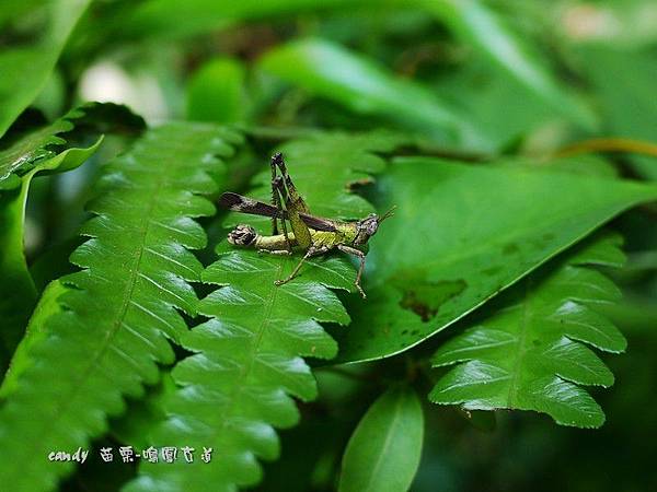 (短腳蝗科)突眼蝗(雄)