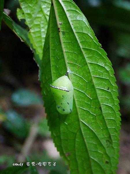 (蛺蝶科)淡紋青斑蝶，蛹，綠色，背方最寬處有一條銀白色的橫紋