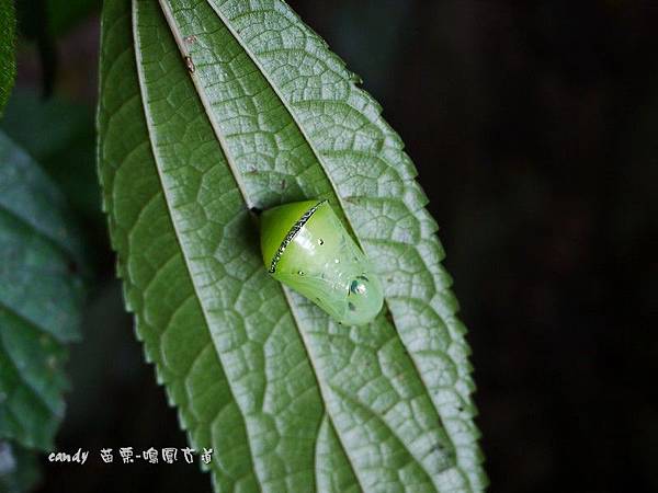 (蛺蝶科)淡紋青斑蝶，蛹，綠色，背方最寬處有一條銀白色的橫紋