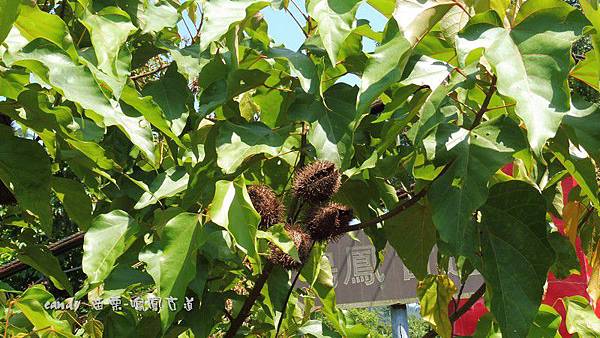 (胭脂樹科)胭脂樹