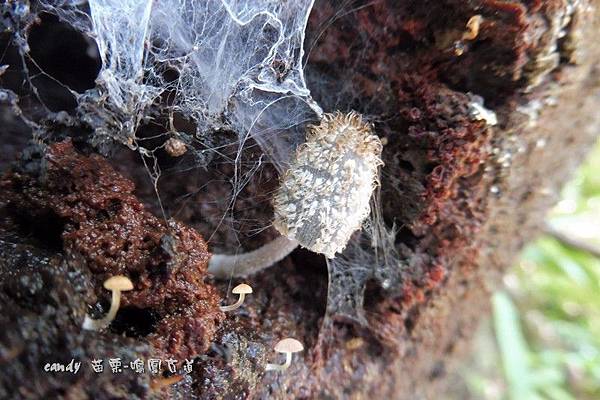 (鬼傘屬蘑菇科)毛頭鬼傘又名「雞腿蘑菇」，顧名思義，它的外觀就像一隻雞腿，下面是瘦長的柄，  上頭頂著橢圓形、白色未張開的菌傘，至於「毛頭」，則指菌傘外面覆有許多白色的鱗片。