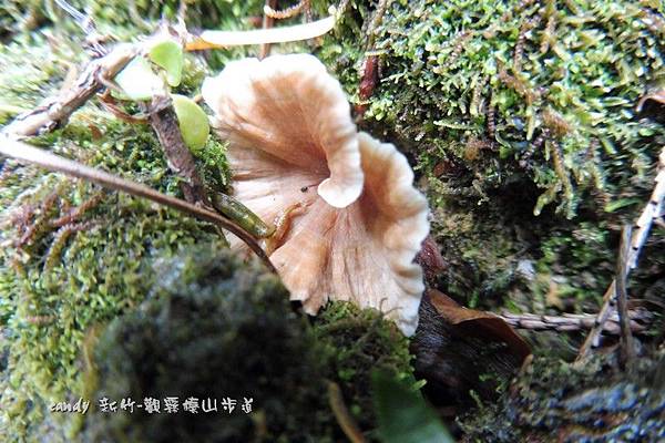 (雞油菌科)金黃喇叭菌