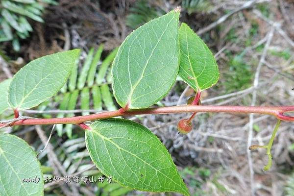 (杜鵑花科)白珠樹