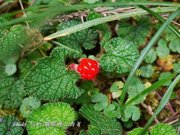 (薔薇科)刺萼寒梅