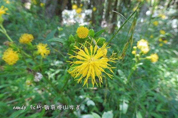 (菊科)黃花三七草