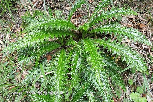 (菊科)阿里山薊