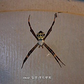 (金蛛科)中型金蛛，雌蛛體長13-17mm、雄5-6mm，頭胸部具銀白色長毛，腹背略呈五角形，黃色，背上有黑色的橫紋帶，中間及腹末的橫帶較寬，底色橙紅色內有黑、白的斑紋排列