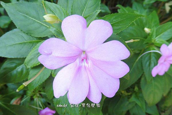 (鳳仙花科)非洲鳳仙花