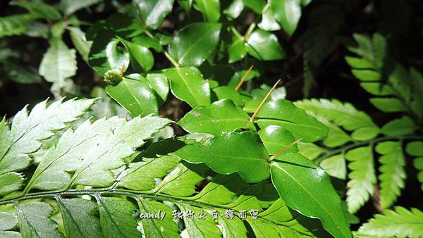(茜草科)伏牛花