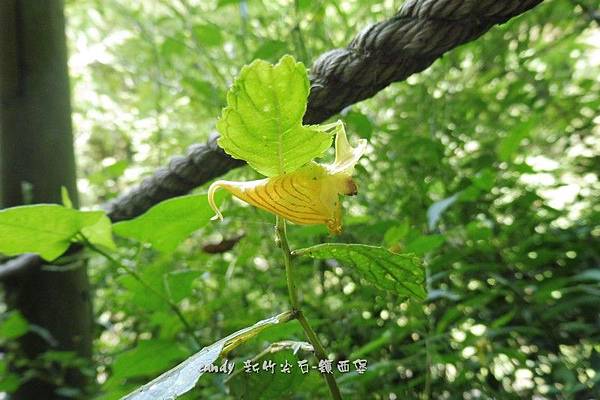 (鳳仙花科)黃花鳳仙花