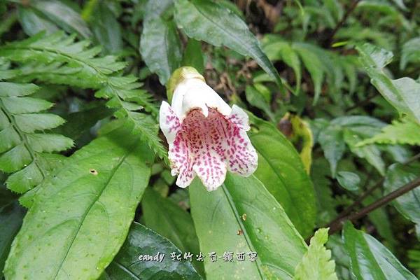 (苦苣苔科)角桐草(玲瓏草)