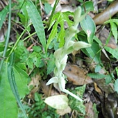 (蘭科)花格斑葉蘭